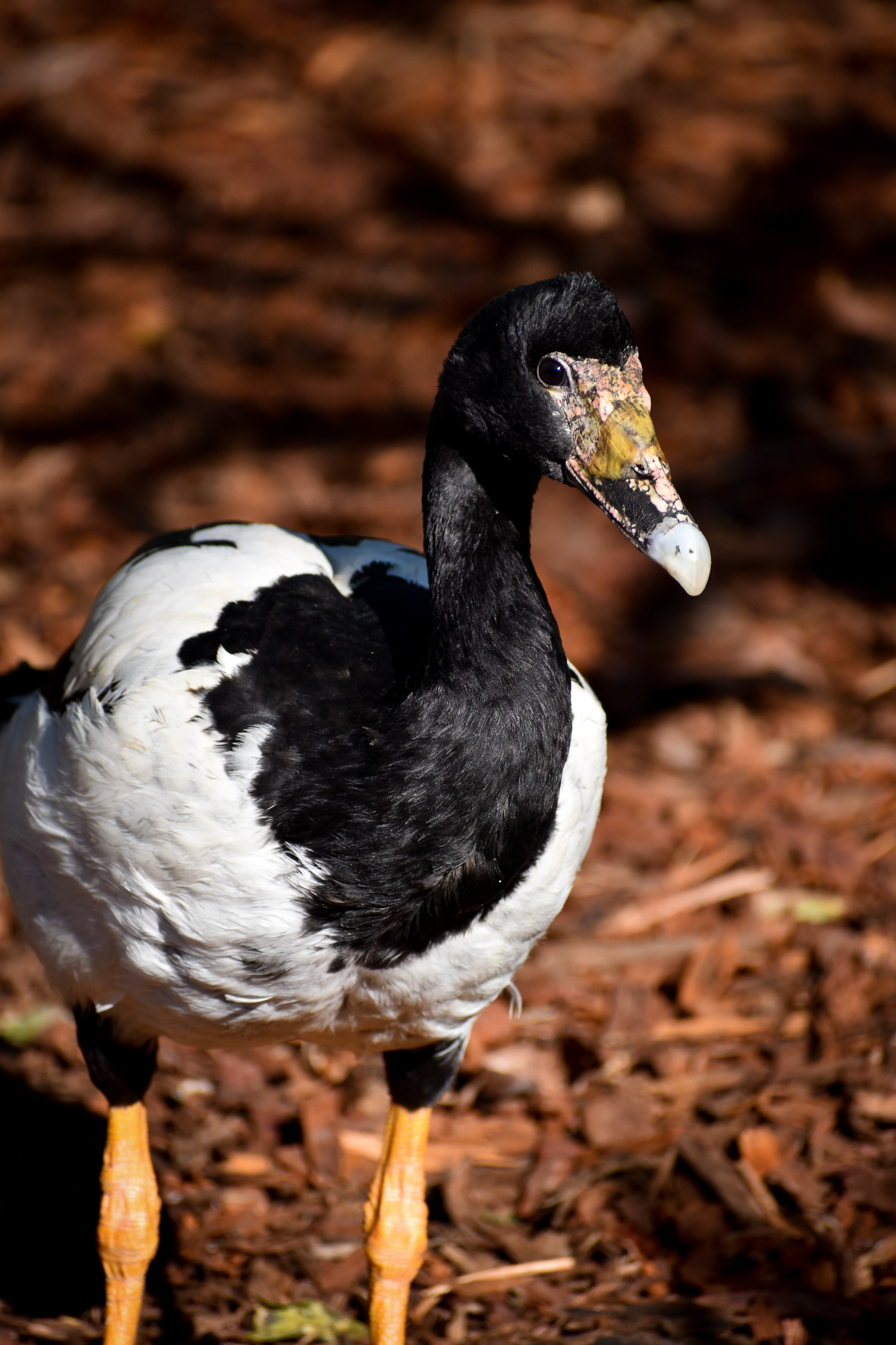 Magpie Goose (Anseranas semipalmata)