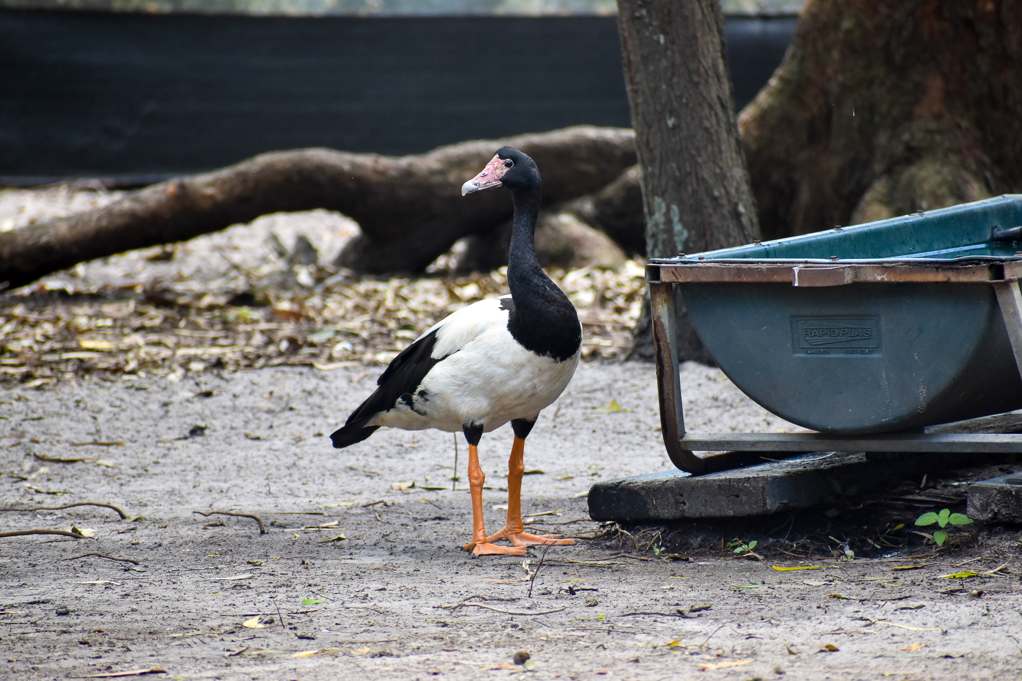 Magpie Goose (Anseranas semipalmata)