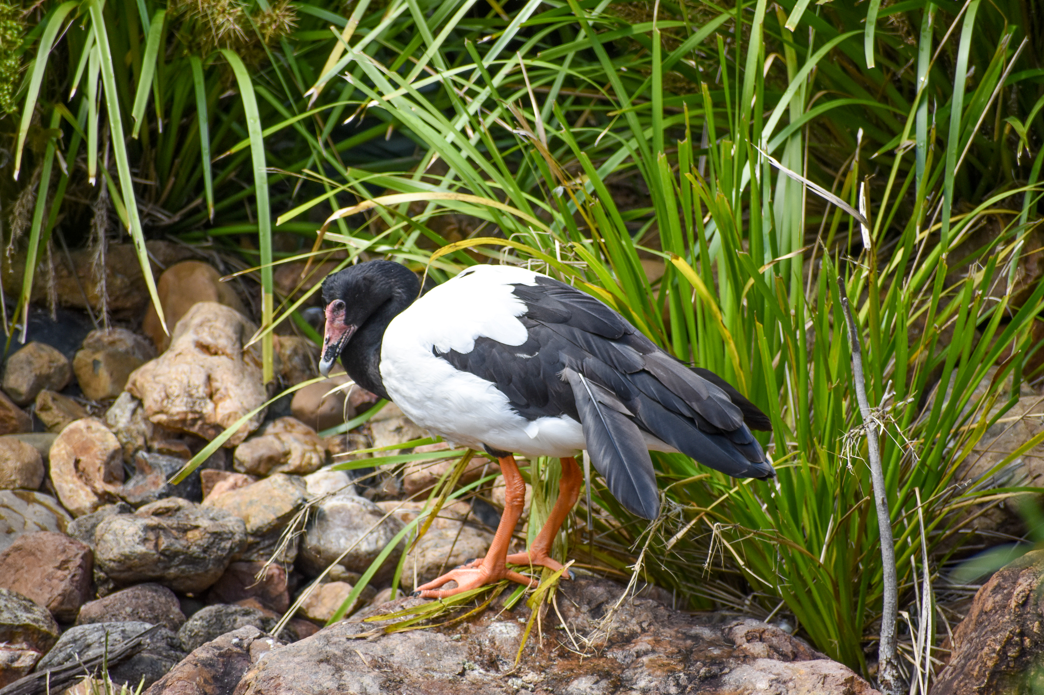 Magpie Goose  (Anseranas semipalmata)