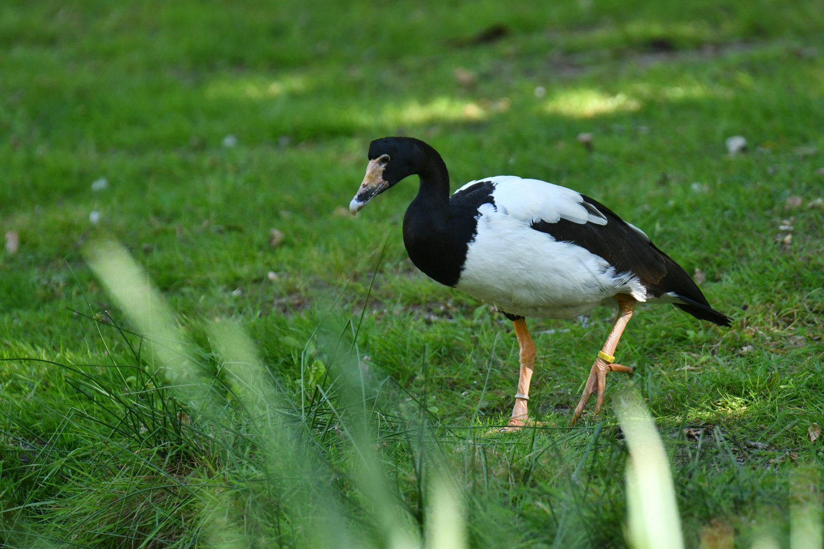 Magpie Goose Anseranas semipalmata