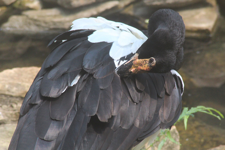 Magpie goose (Anseranas semipalmata)