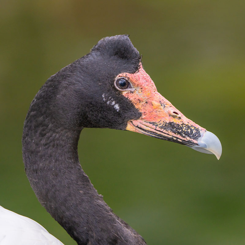 Magpie Goose (Anseranas Semipalmata)