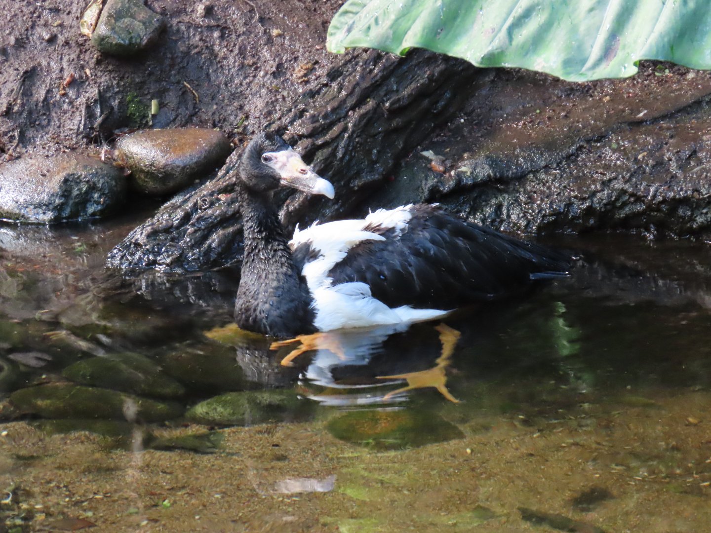 Magpie Goose (Anseranas semipalmata)