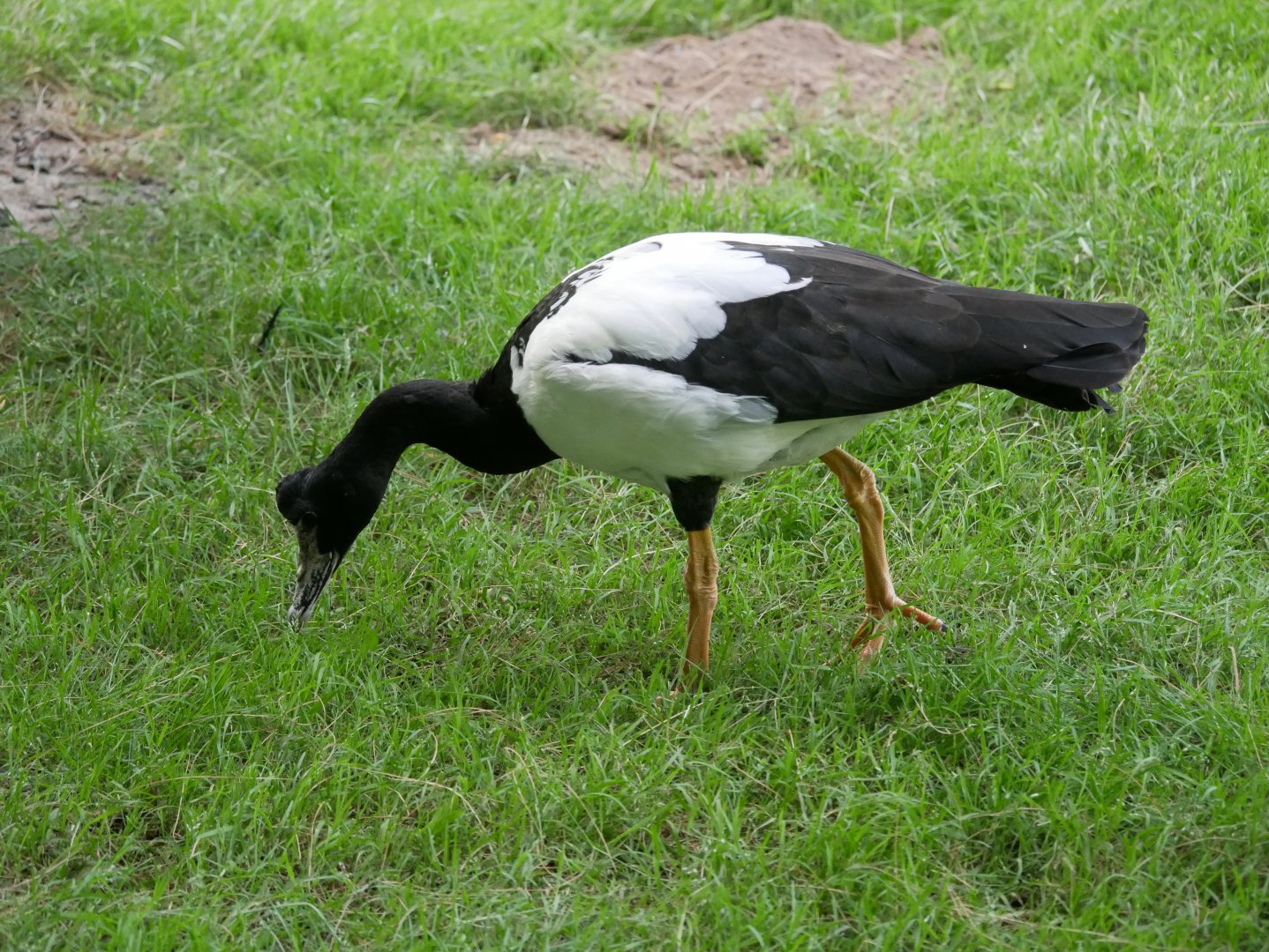 Magpie goose (Anseranas semipalmata)