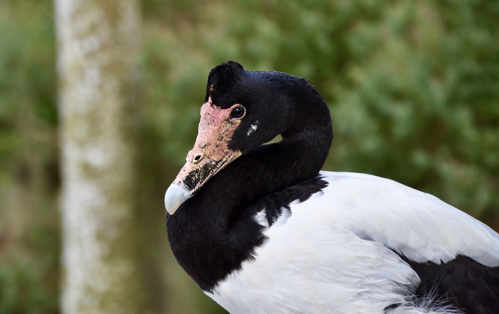 Magpie Goose (Anseranas semipalmata)