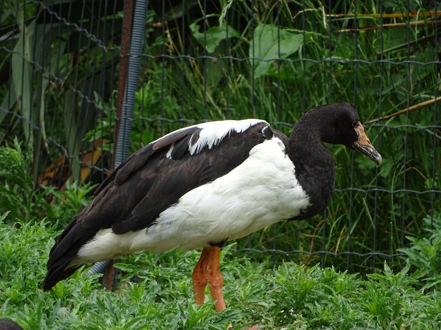 Magpie goose (Anseranas semipalmata)