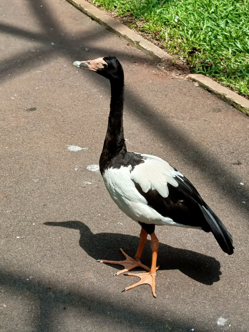 Magpie Goose (Anseranas semipalmata)