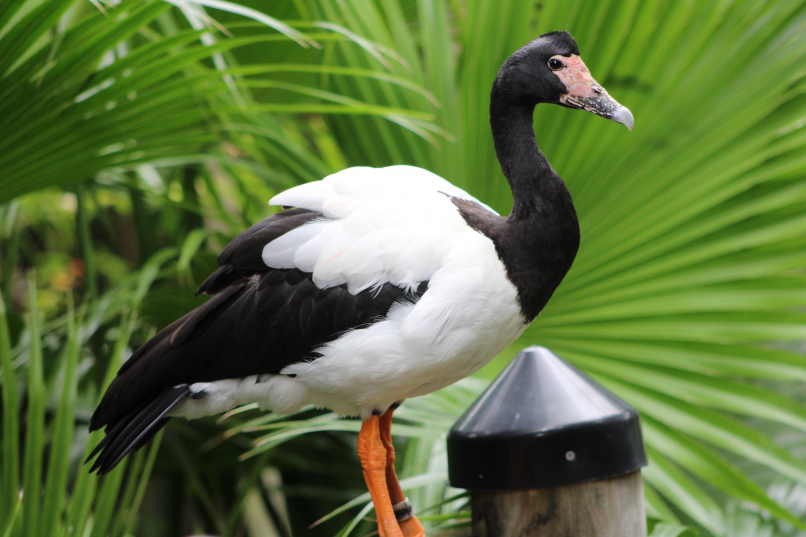 Magpie Goose (Anseranas semipalmata)