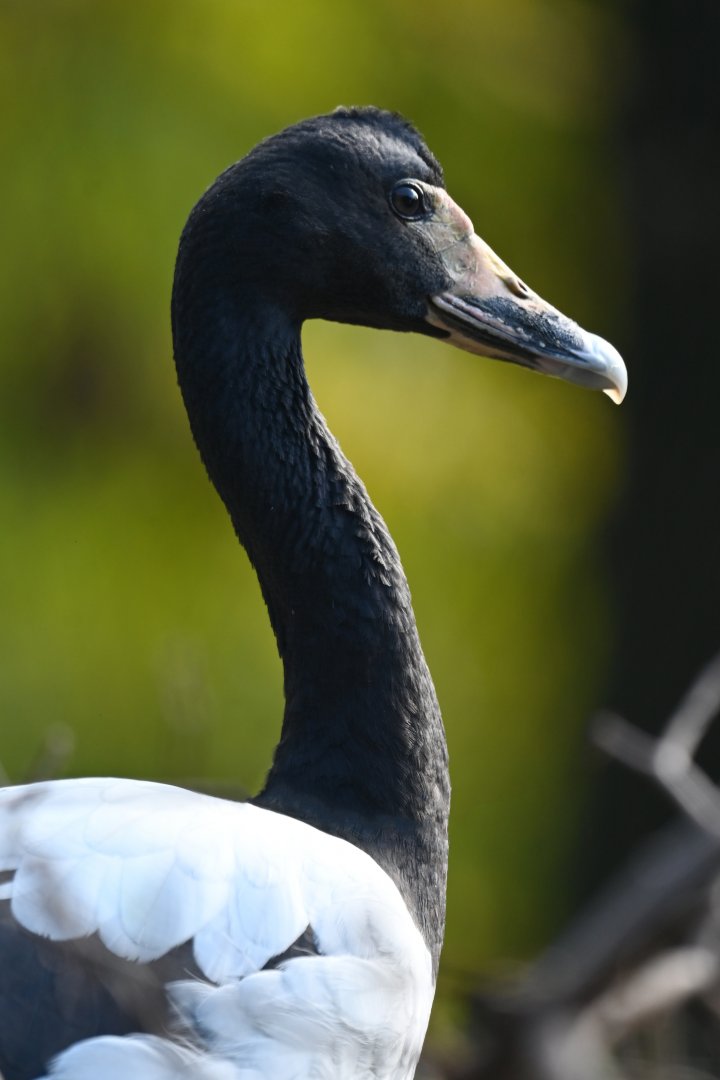 Magpie goose Anseranas semipalmata