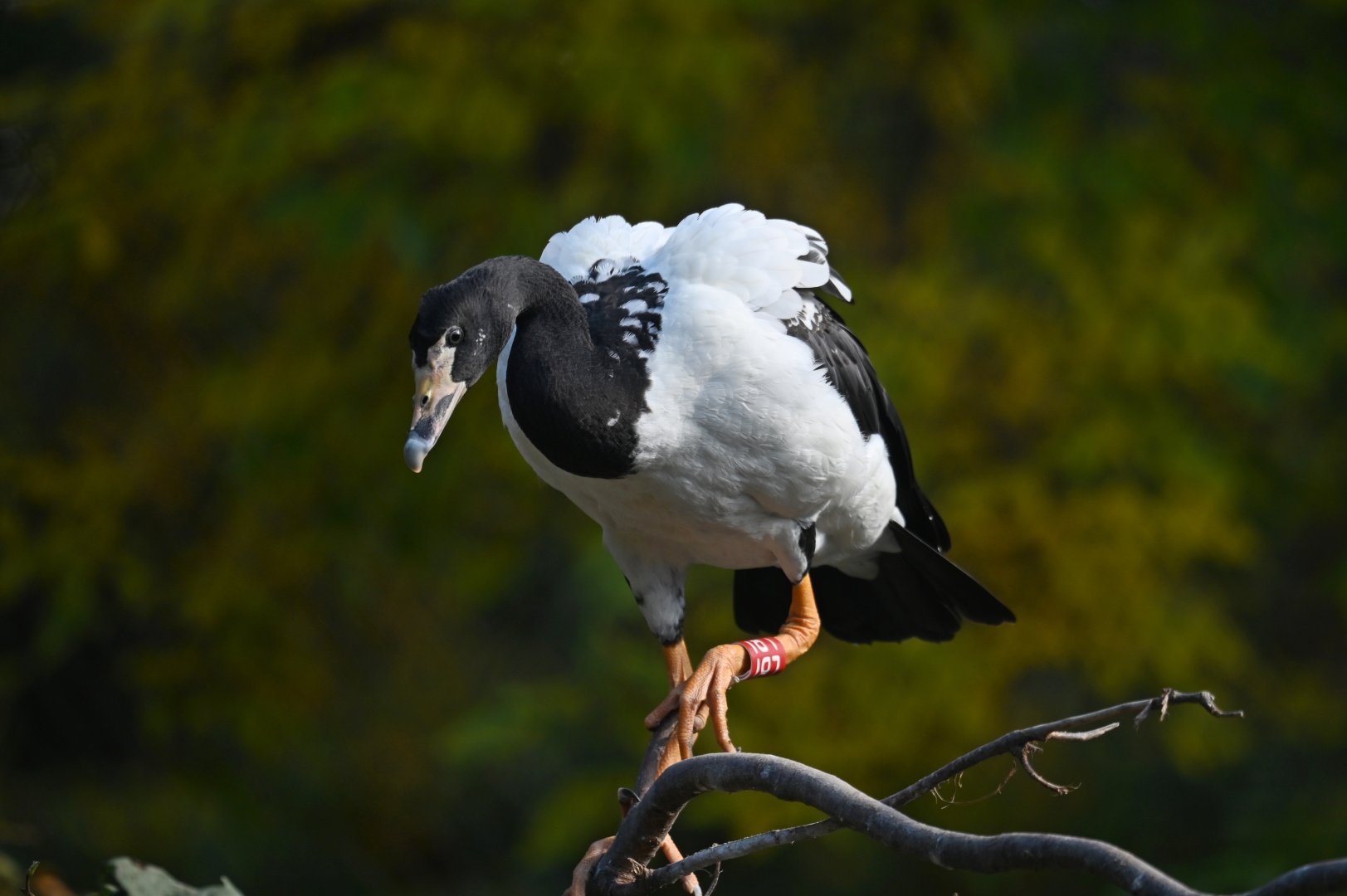 Magpie goose Anseranas semipalmata