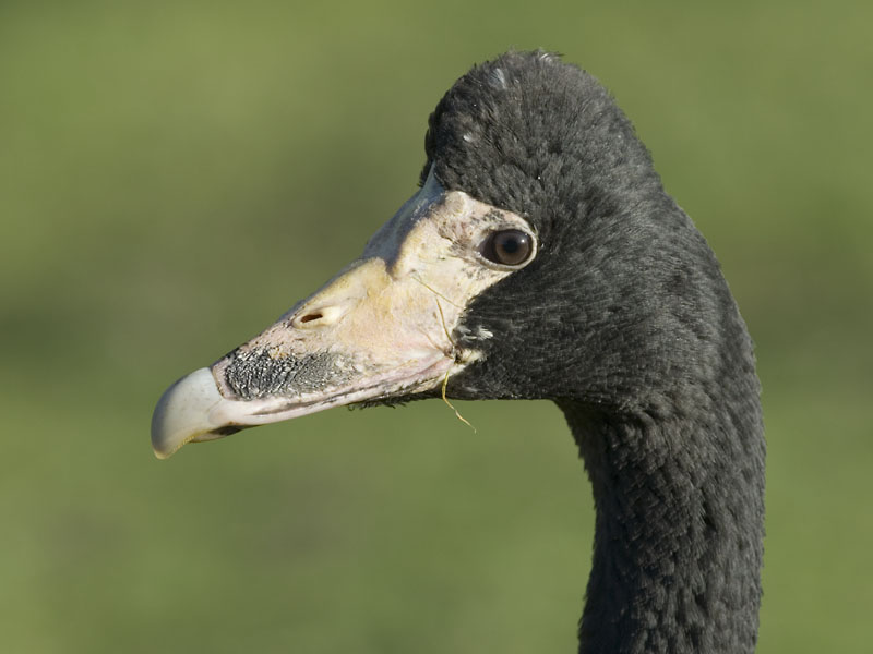 Magpie goose at Martinmere