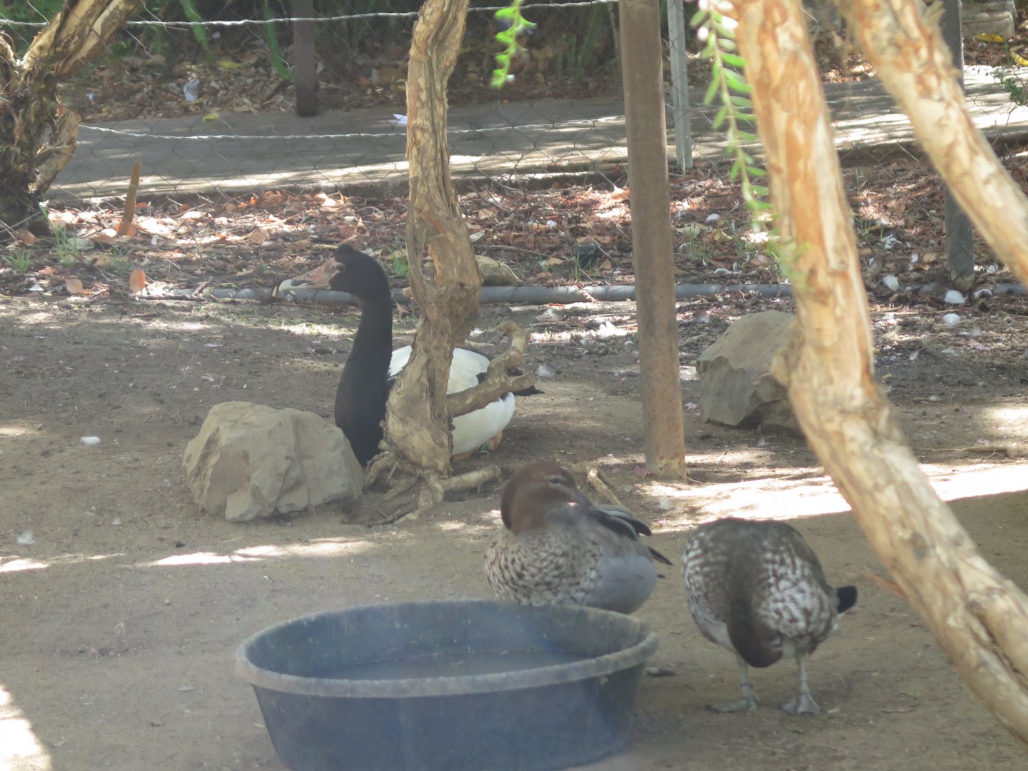 Magpie Goose, Australian Wood Duck(8/23/2024)