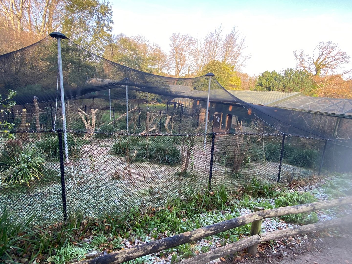 Magpie goose aviary 161222