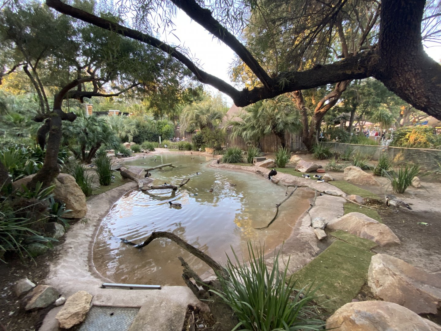 Magpie Goose, Bar-headed Goose, Hawaiian Goose, Red-breasted Goose Pool
