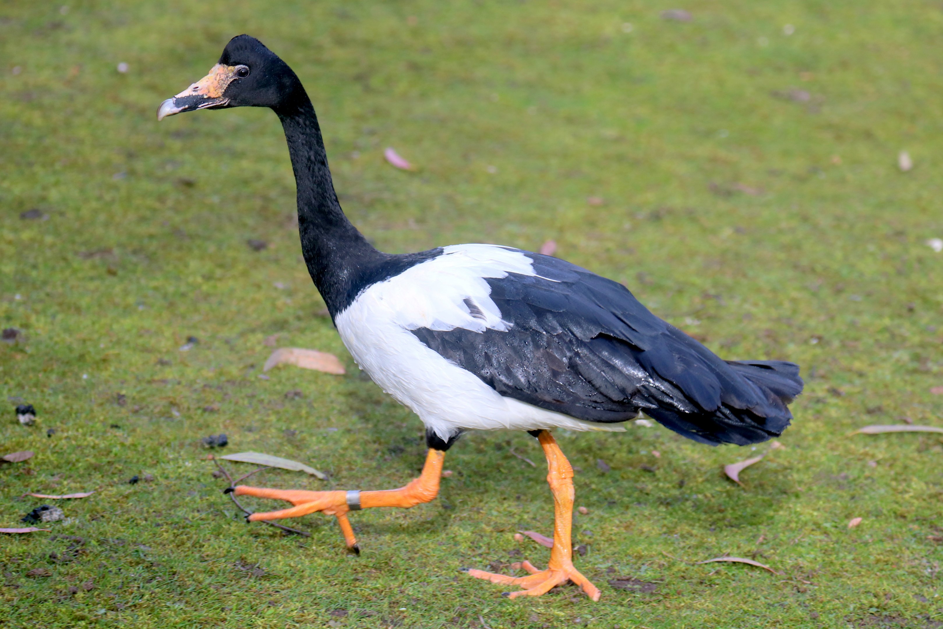 Magpie goose; Barnes; 13th March 2020