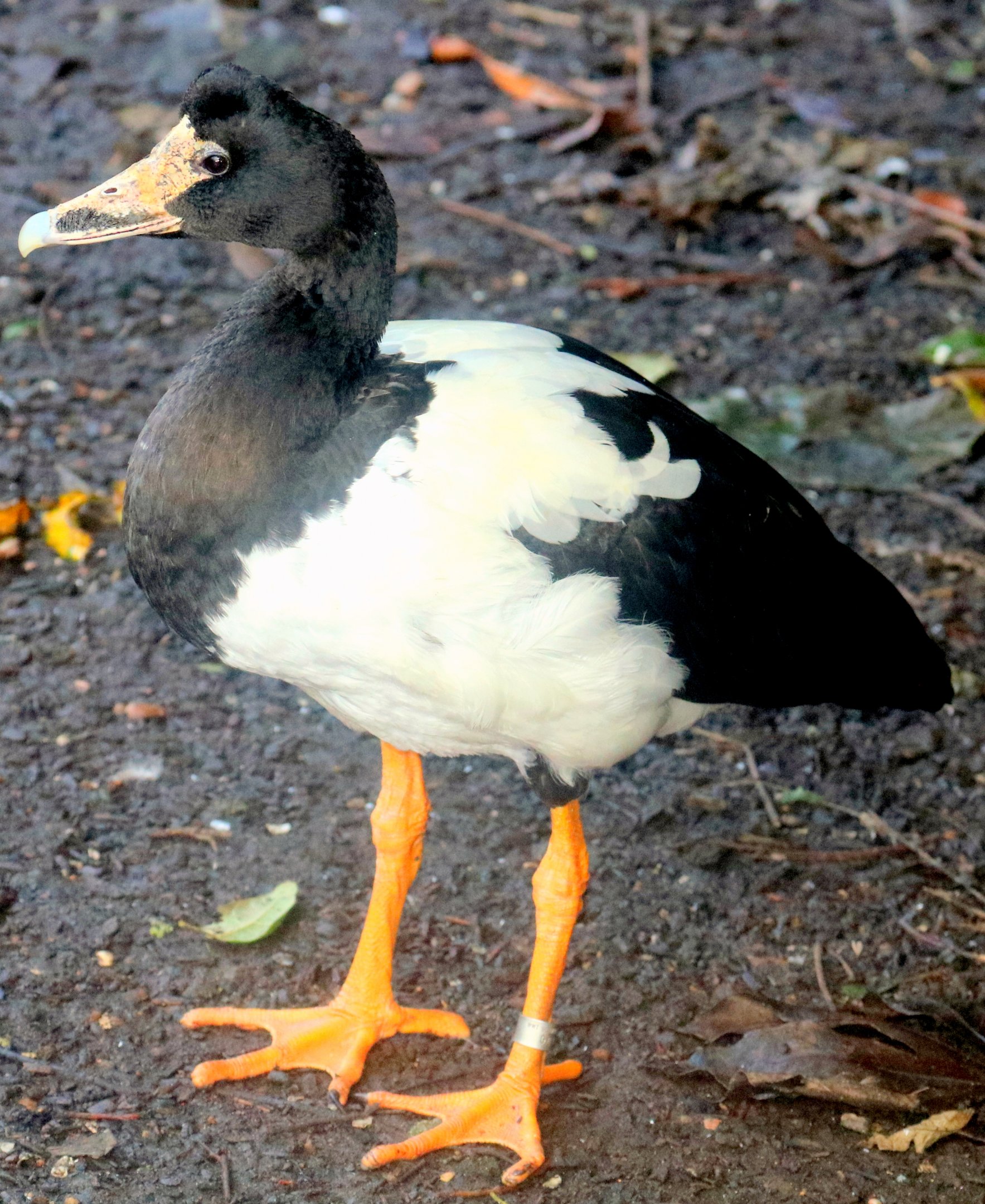 Magpie goose; Barnes; 19th October 2019