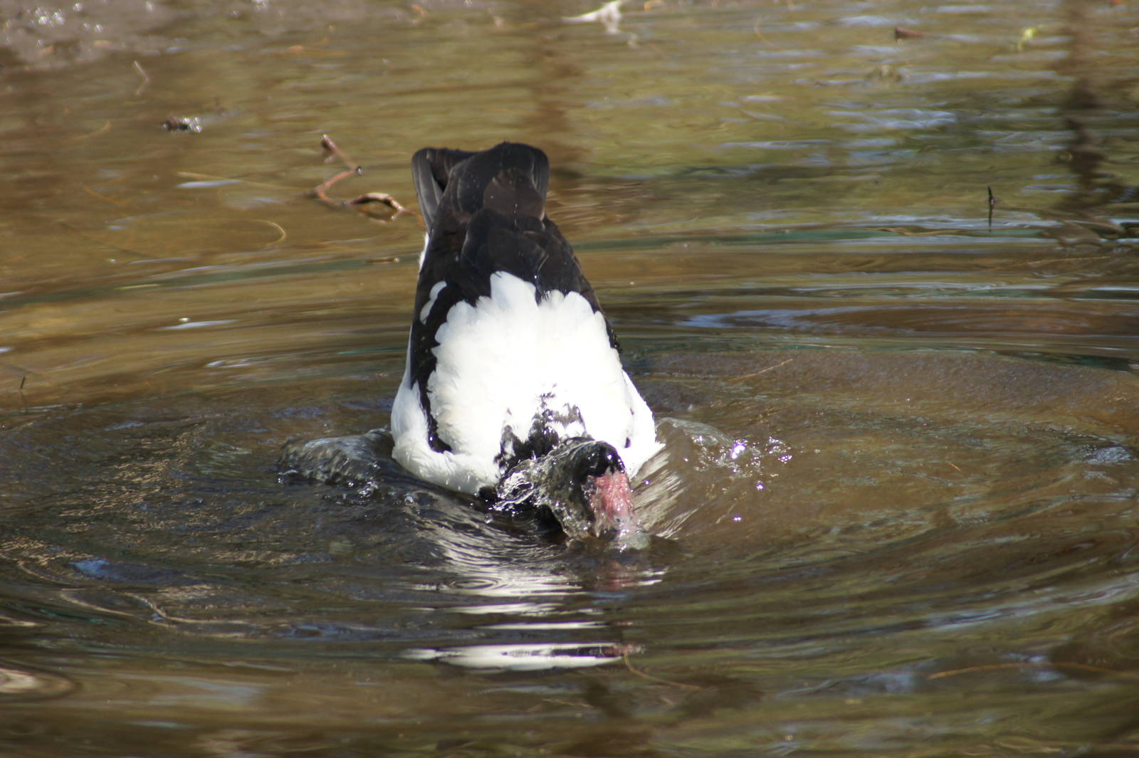 Magpie goose bathing