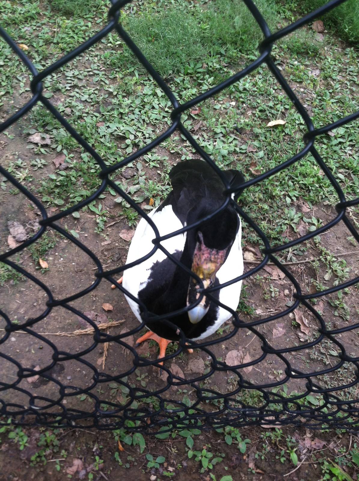 Magpie Goose Close-Up