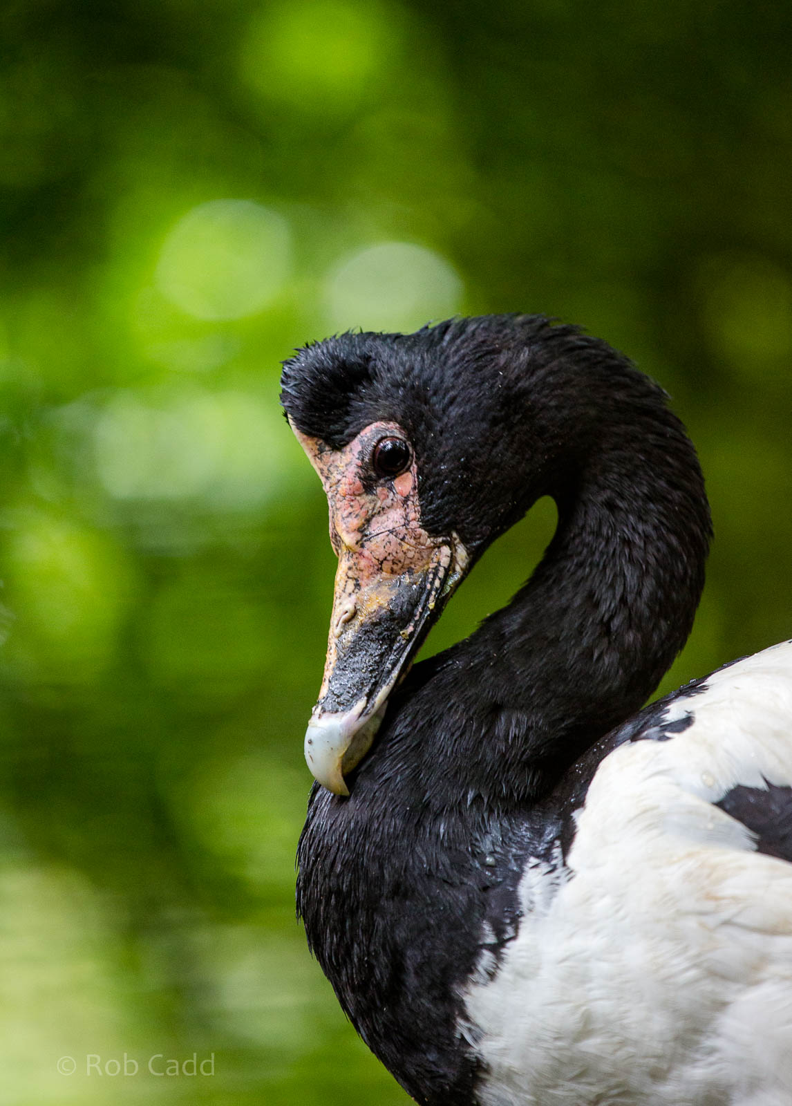 Magpie goose : Cotswold WP : 27 Jun 2014
