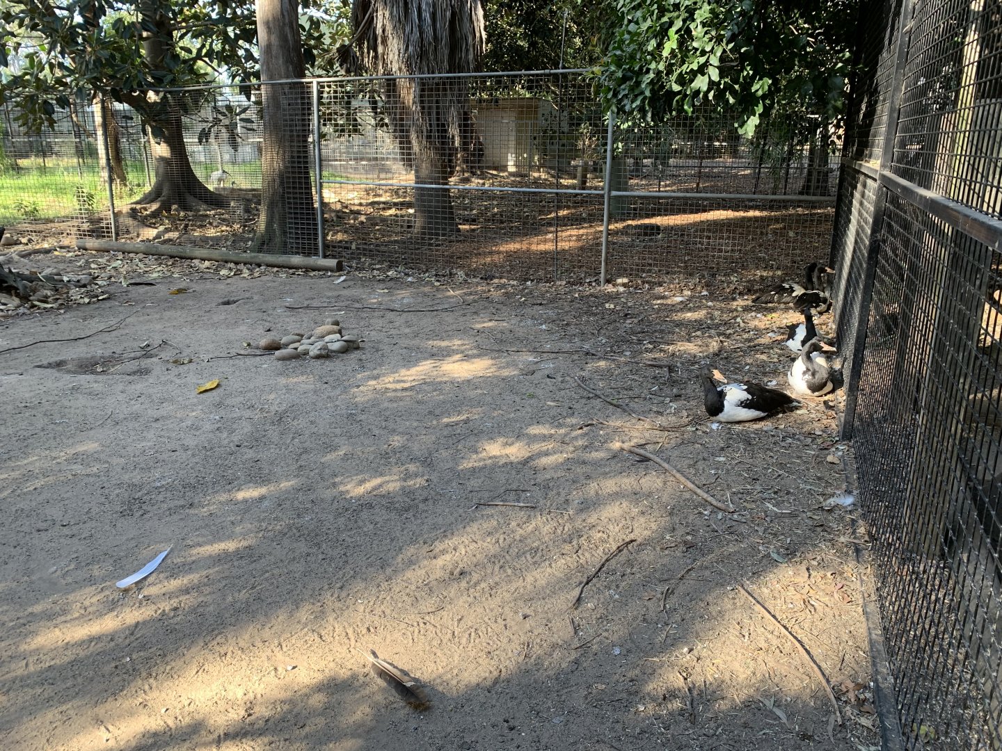 Magpie Goose Enclosure