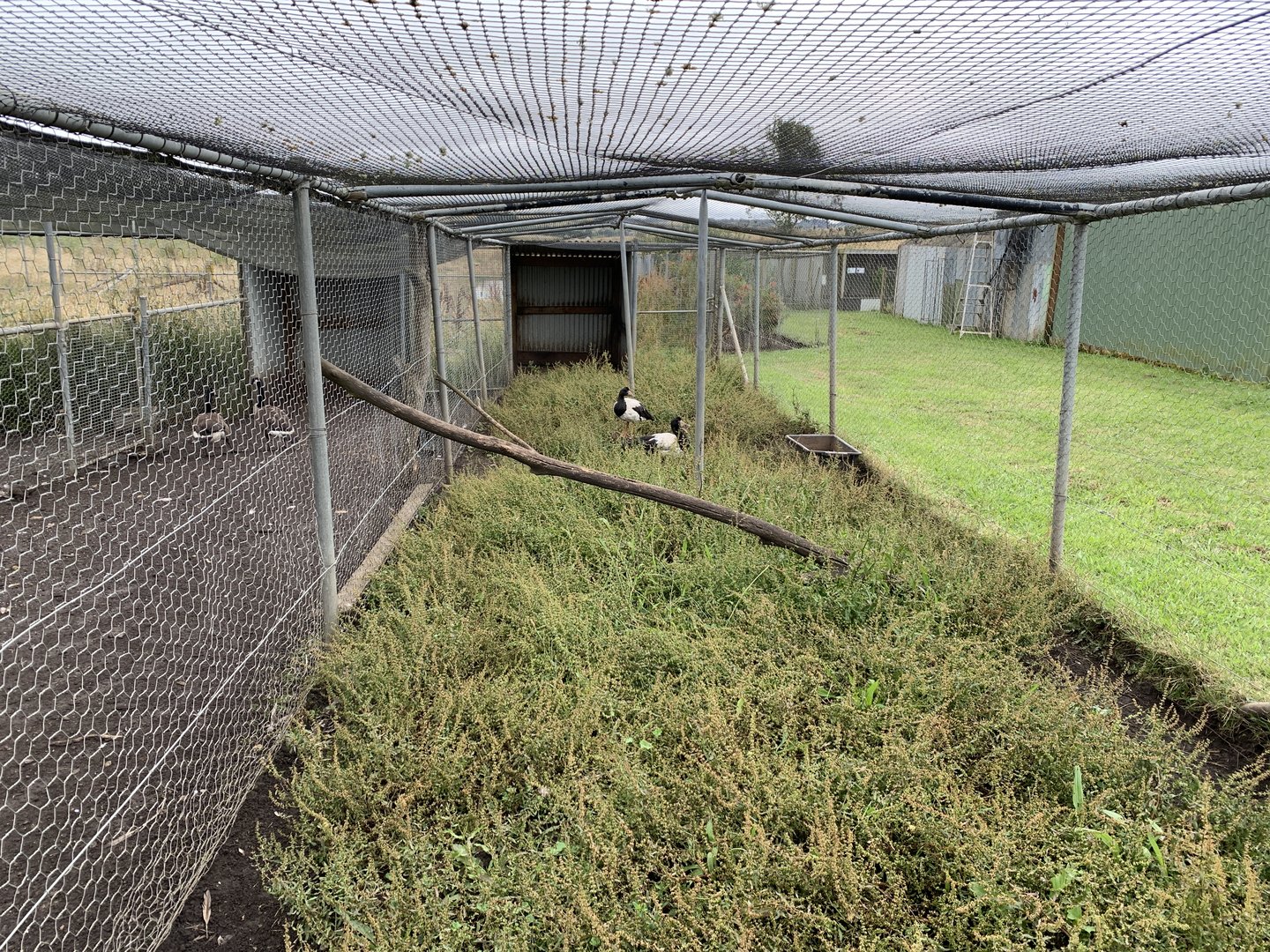 Magpie Goose Enclosure