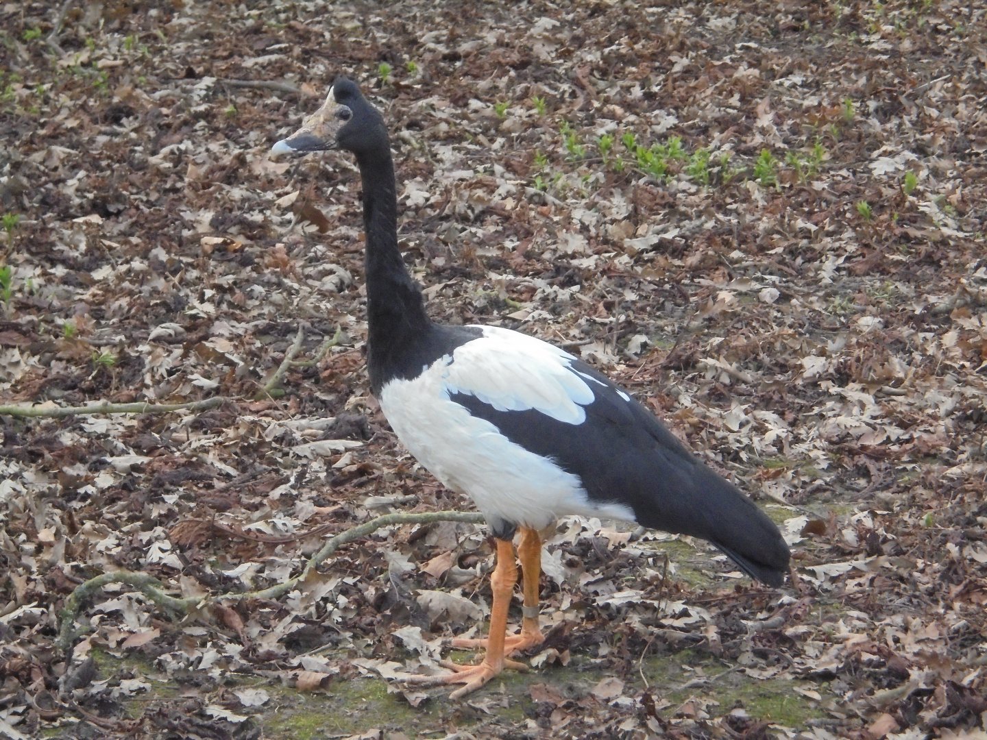 Magpie Goose(for Magpie Goose)