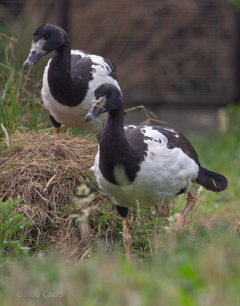 Magpie goose : Hamerton : 14 Jul 2019