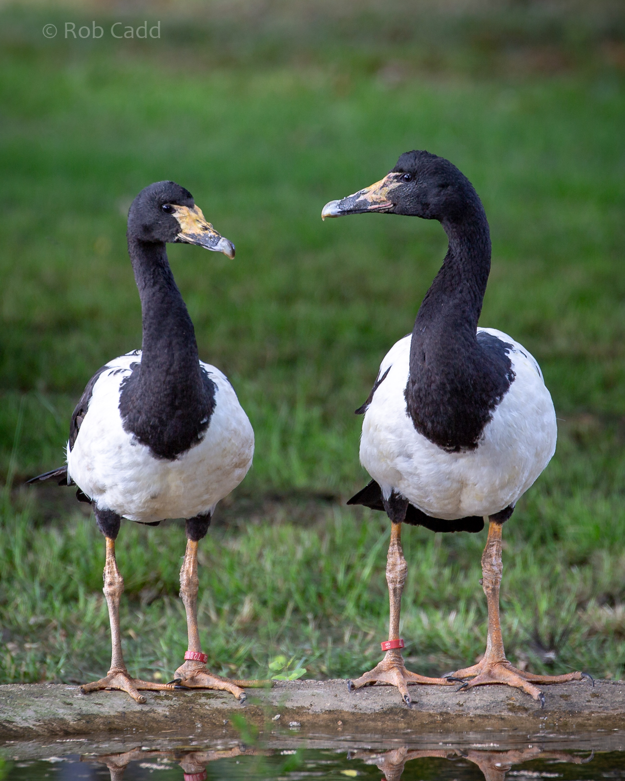 Magpie goose : Hamerton : 15 Jun 2020
