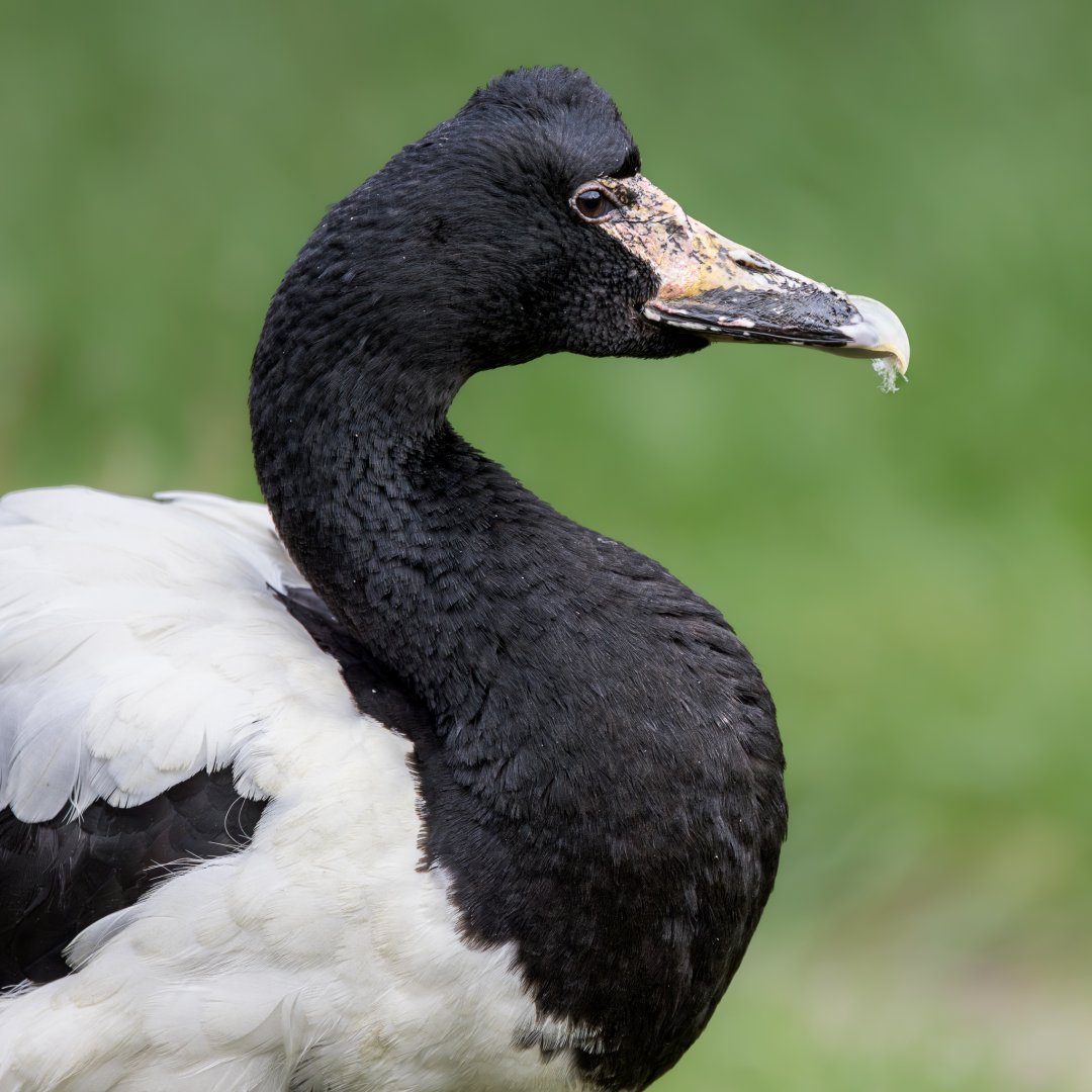 Magpie Goose / Hamerton / 23-10-24