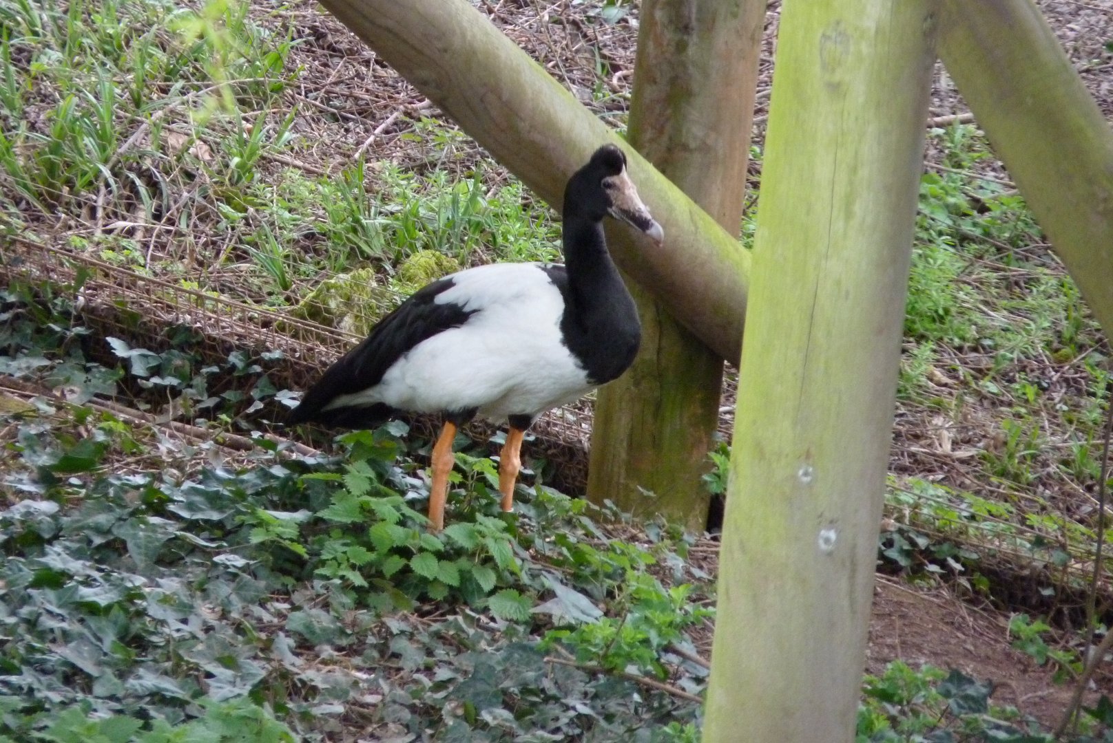 Magpie Goose, March 2017