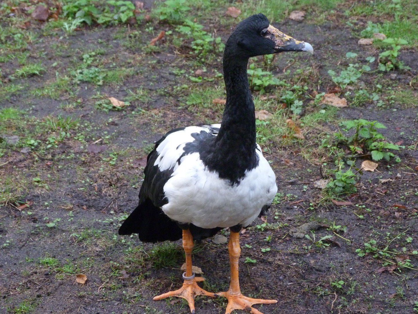 Magpie goose -Tierpark Berlin (2024)