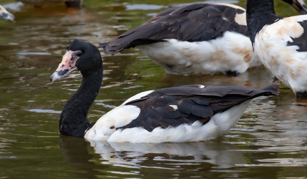 Magpie Goose - wild bird