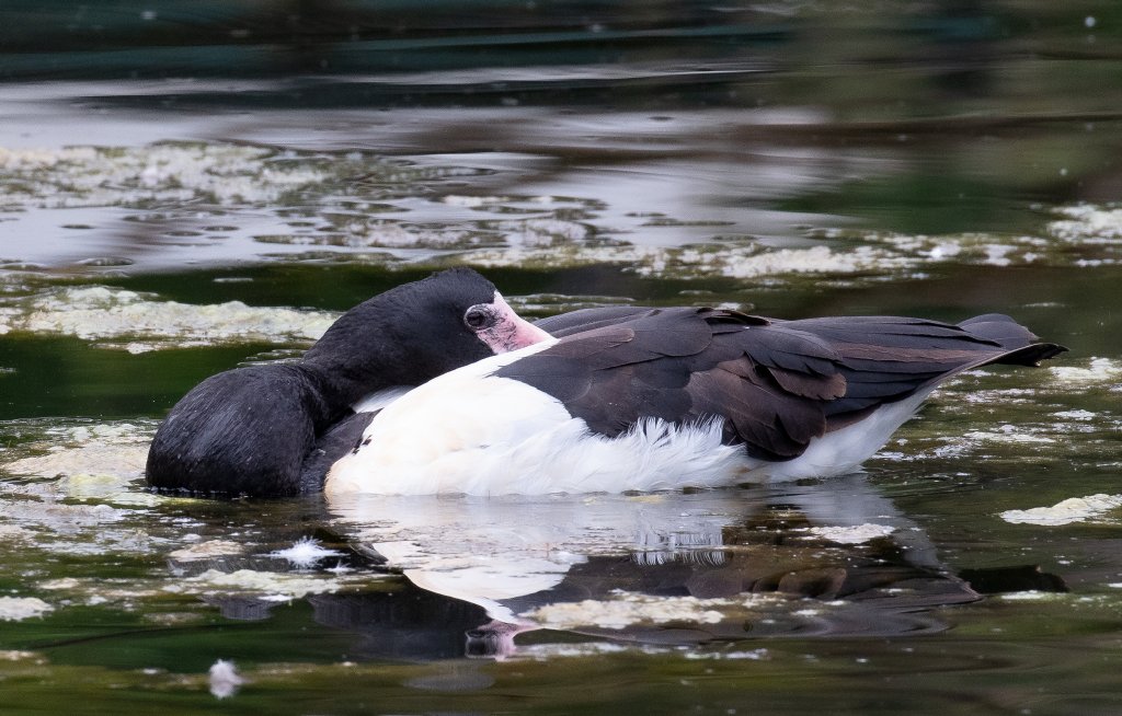Magpie Goose - wild bird