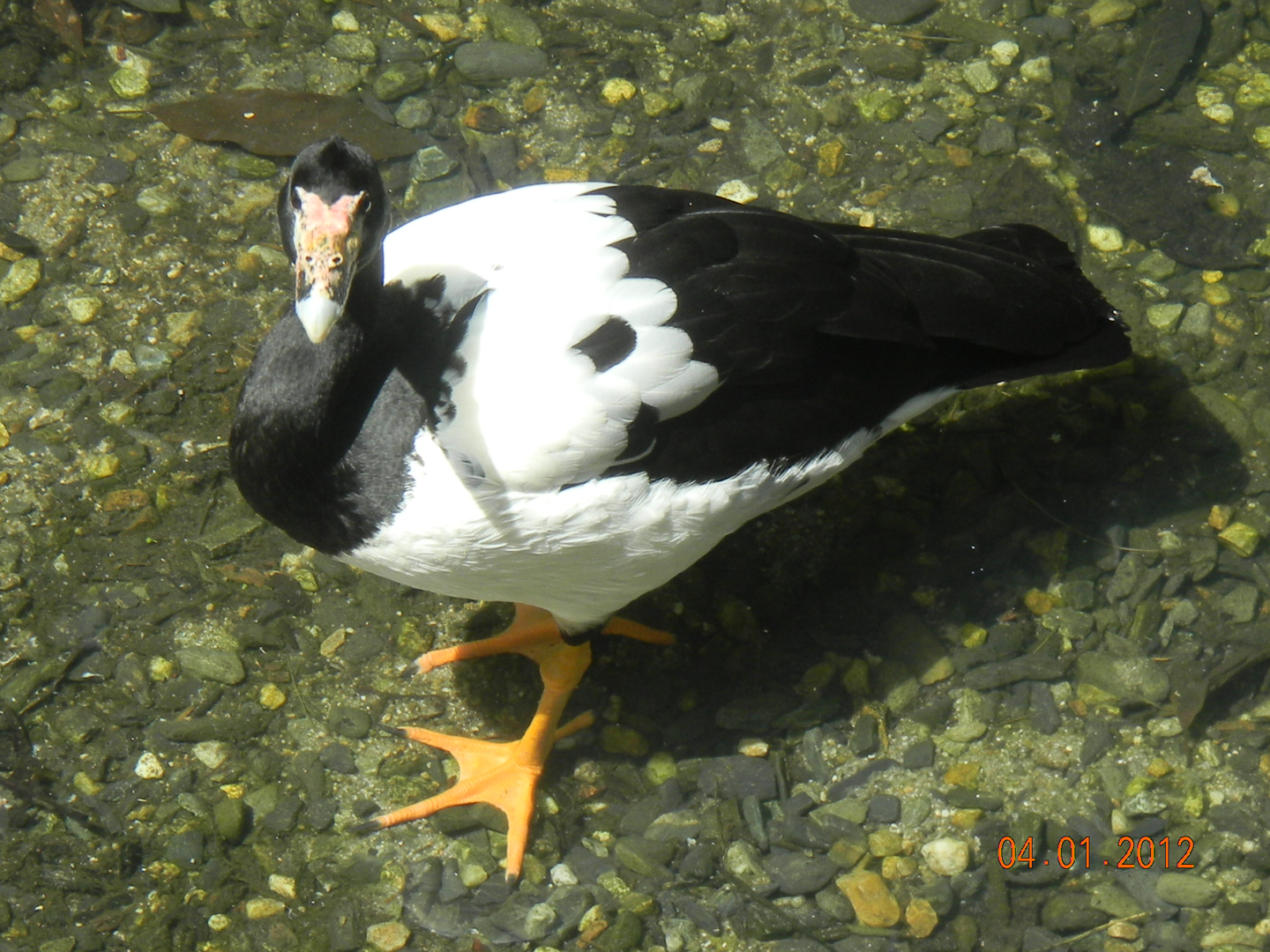 Magpie Goose - Wildlife Habitat 2012