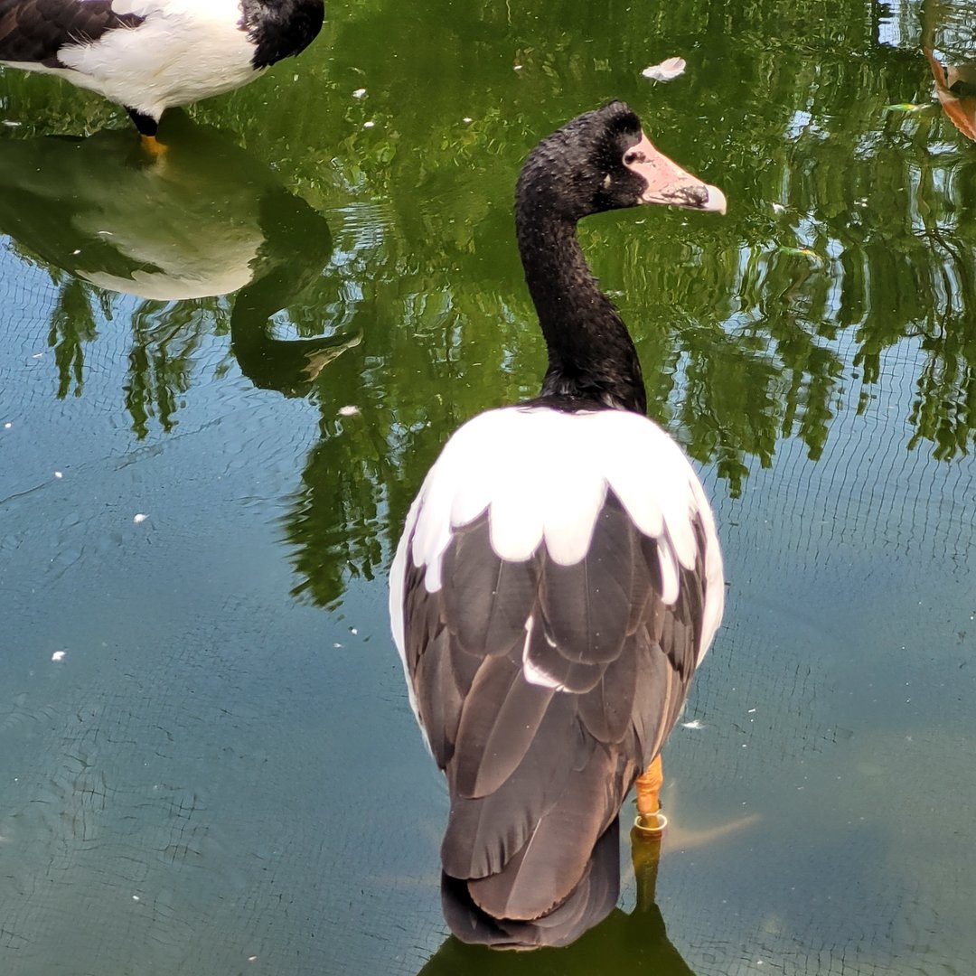 Magpie goose -Zoo de Labenne (2023)