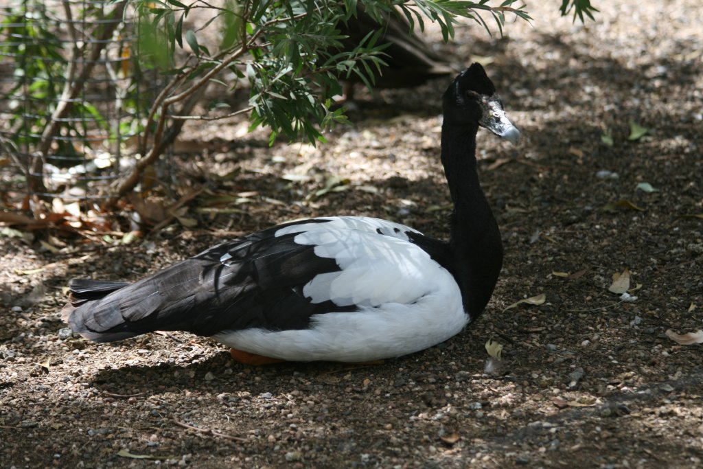 Magpie Goose
