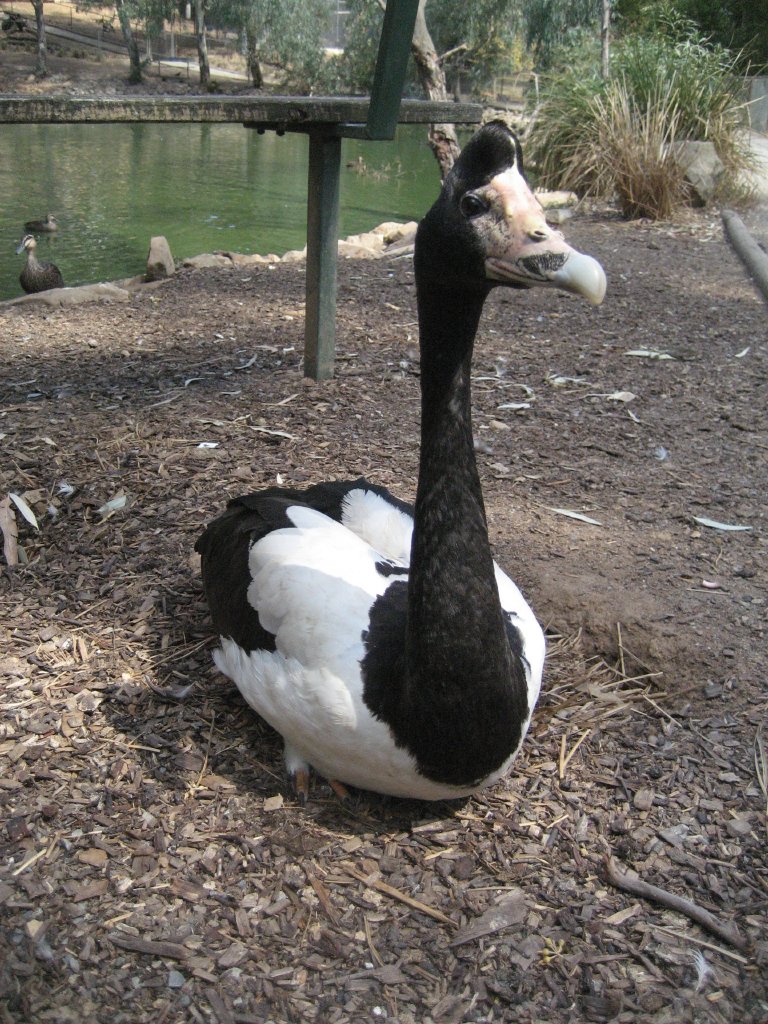 Magpie Goose