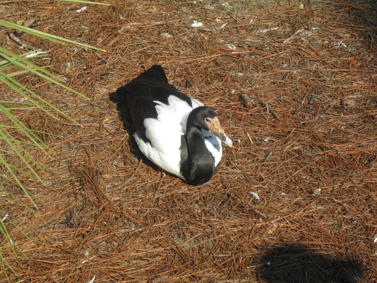 Magpie Goose