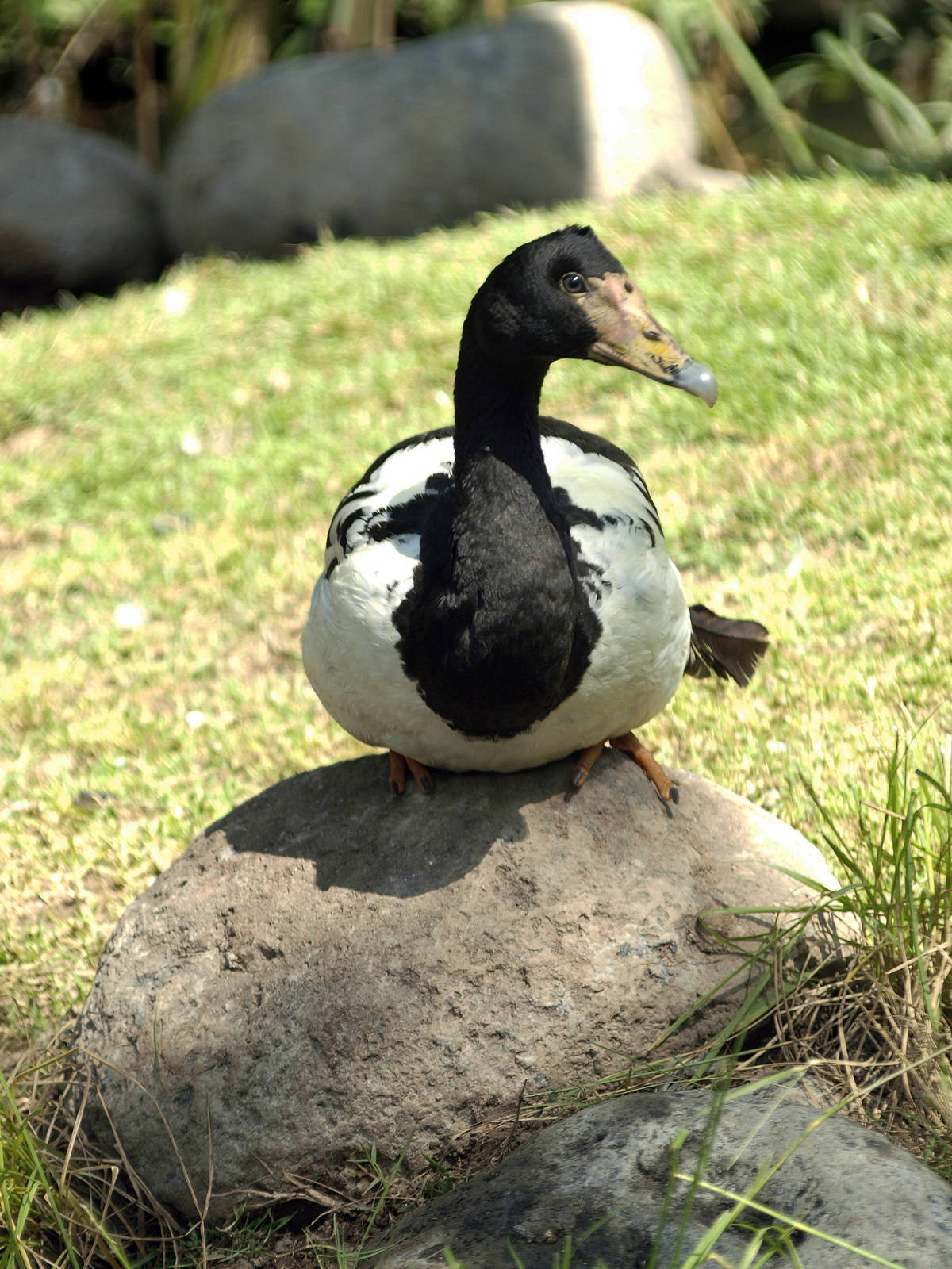 Magpie goose