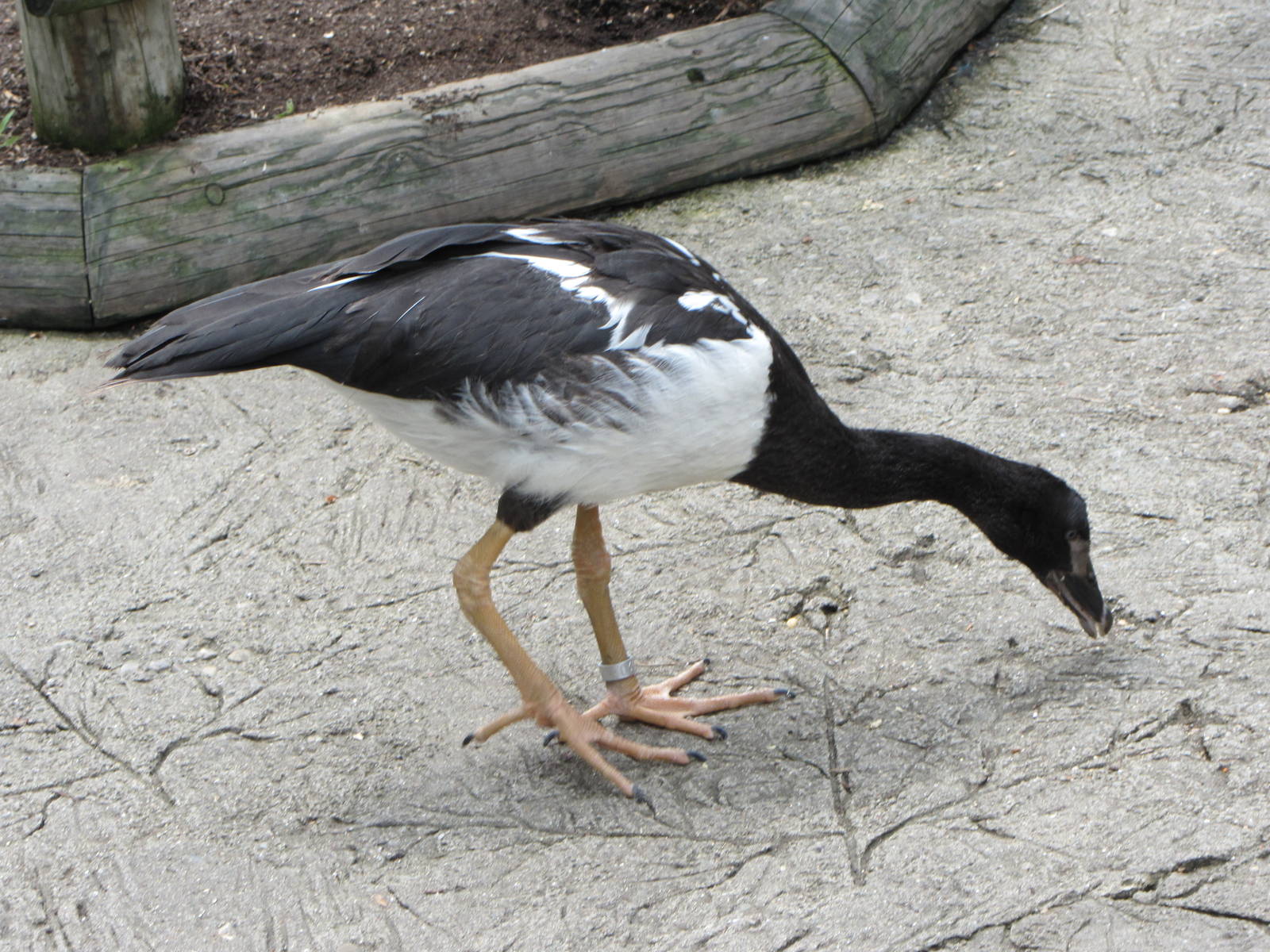 Magpie Goose