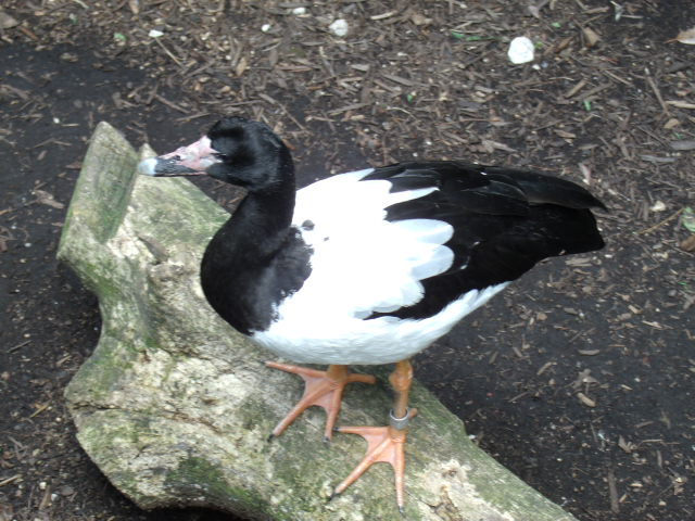 Magpie Goose
