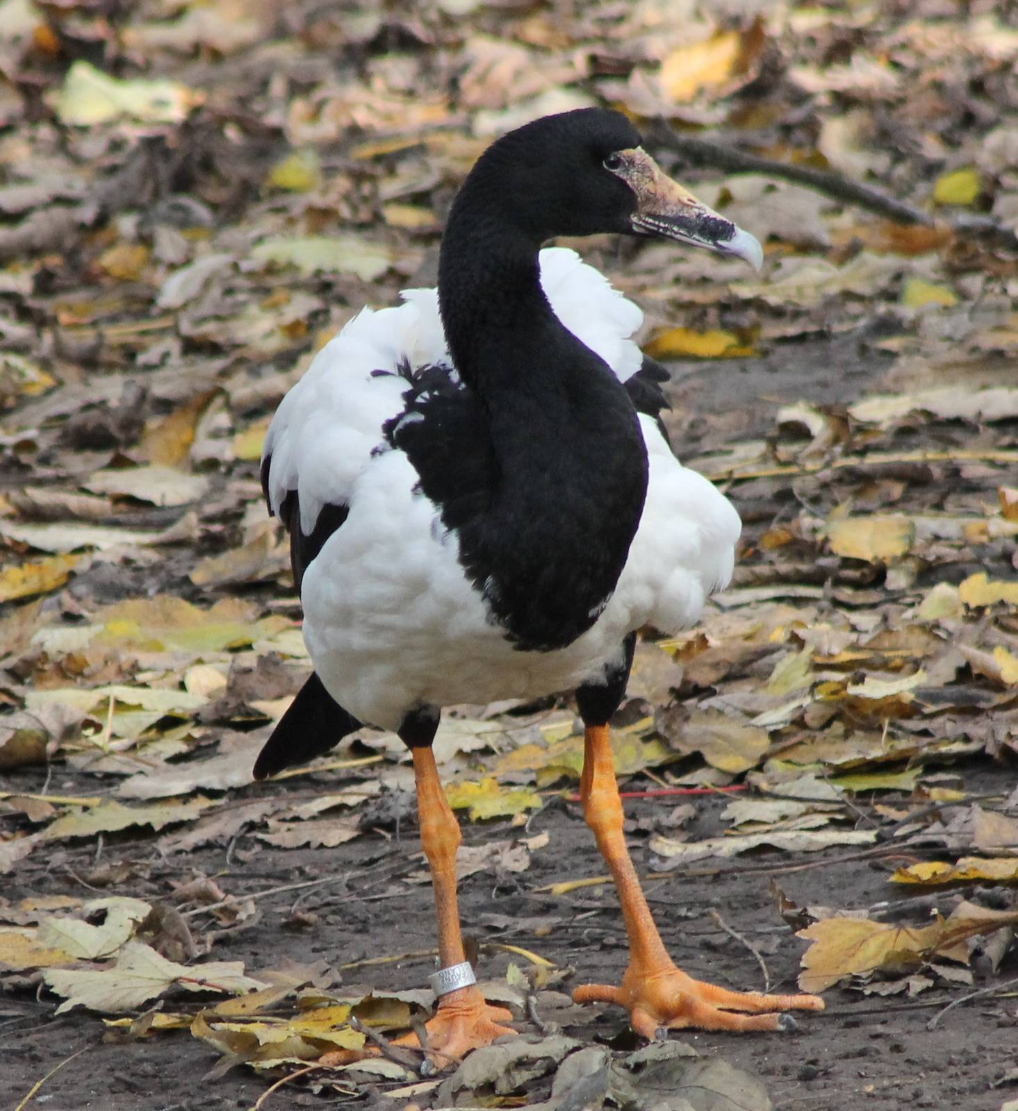 Magpie goose