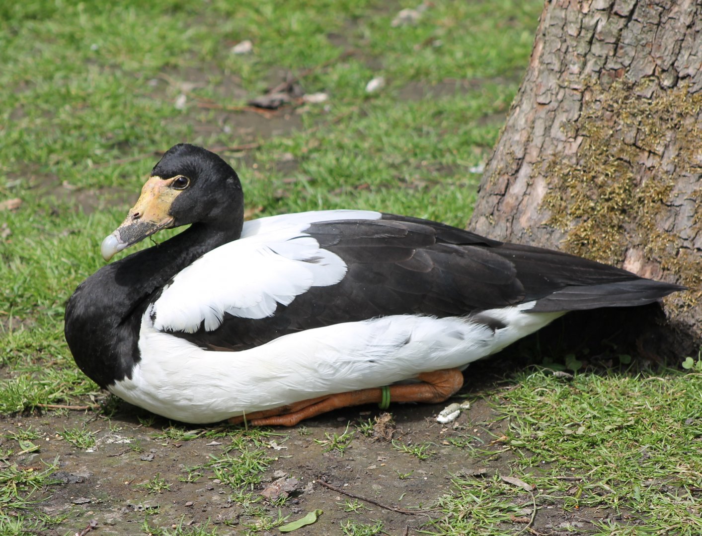 Magpie goose