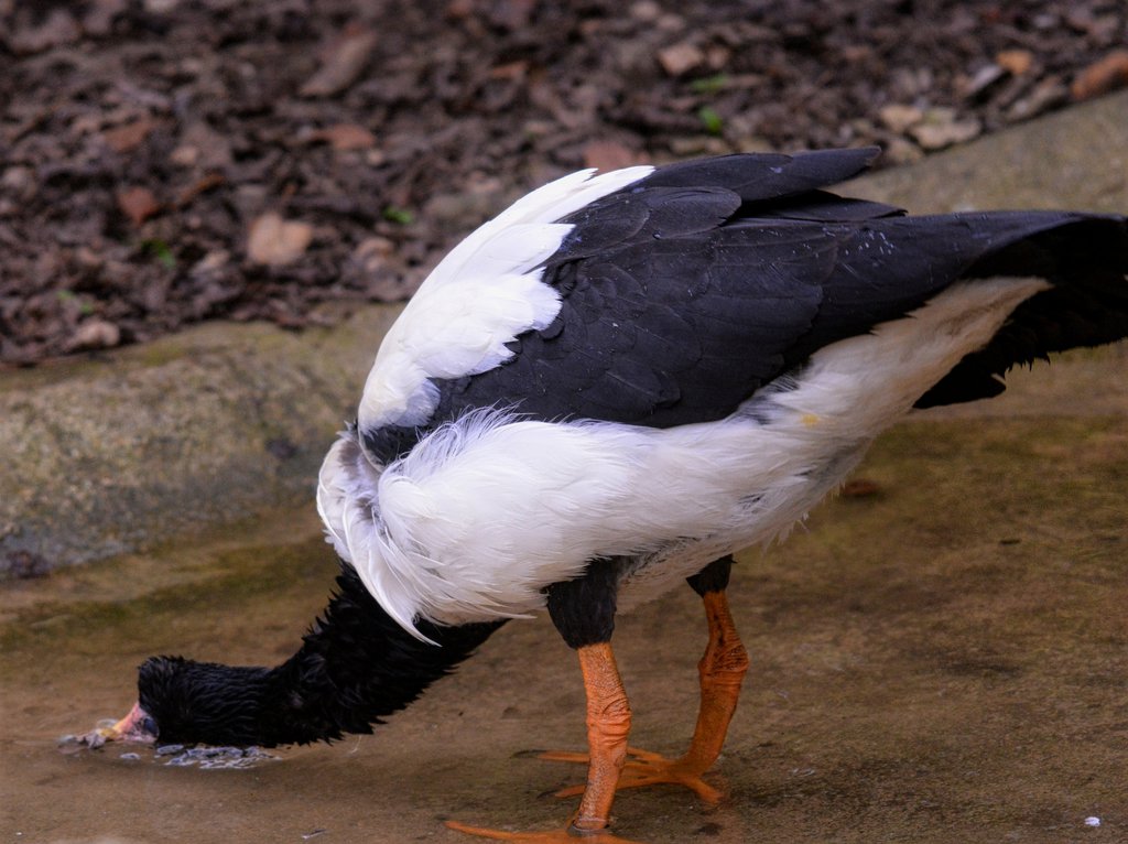 Magpie goose