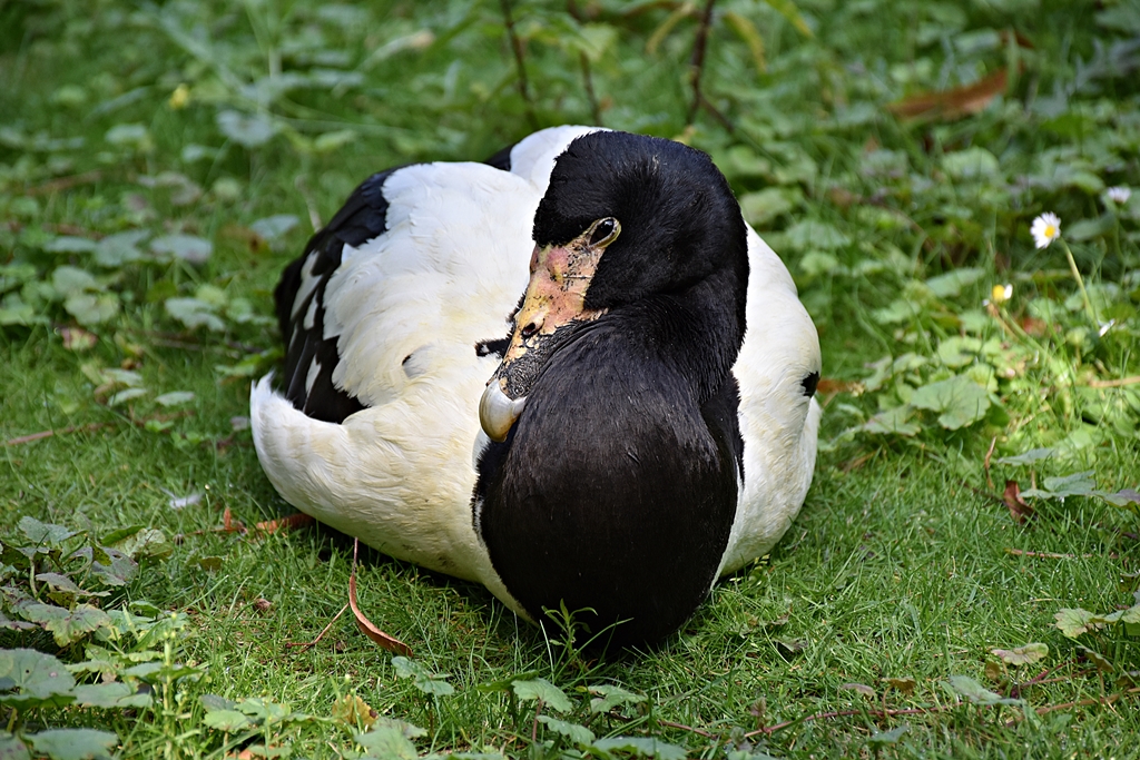 Magpie goose