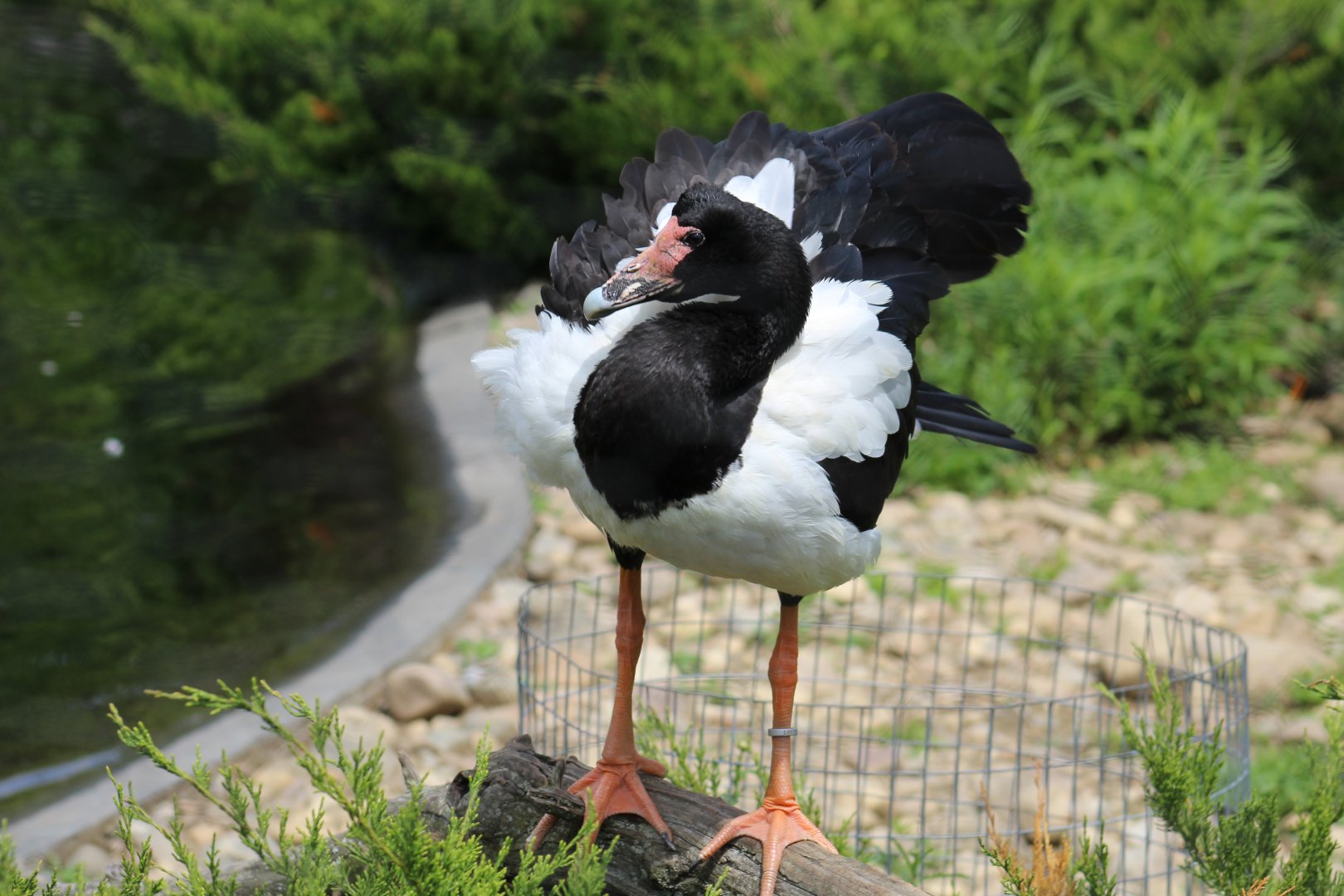 Magpie Goose