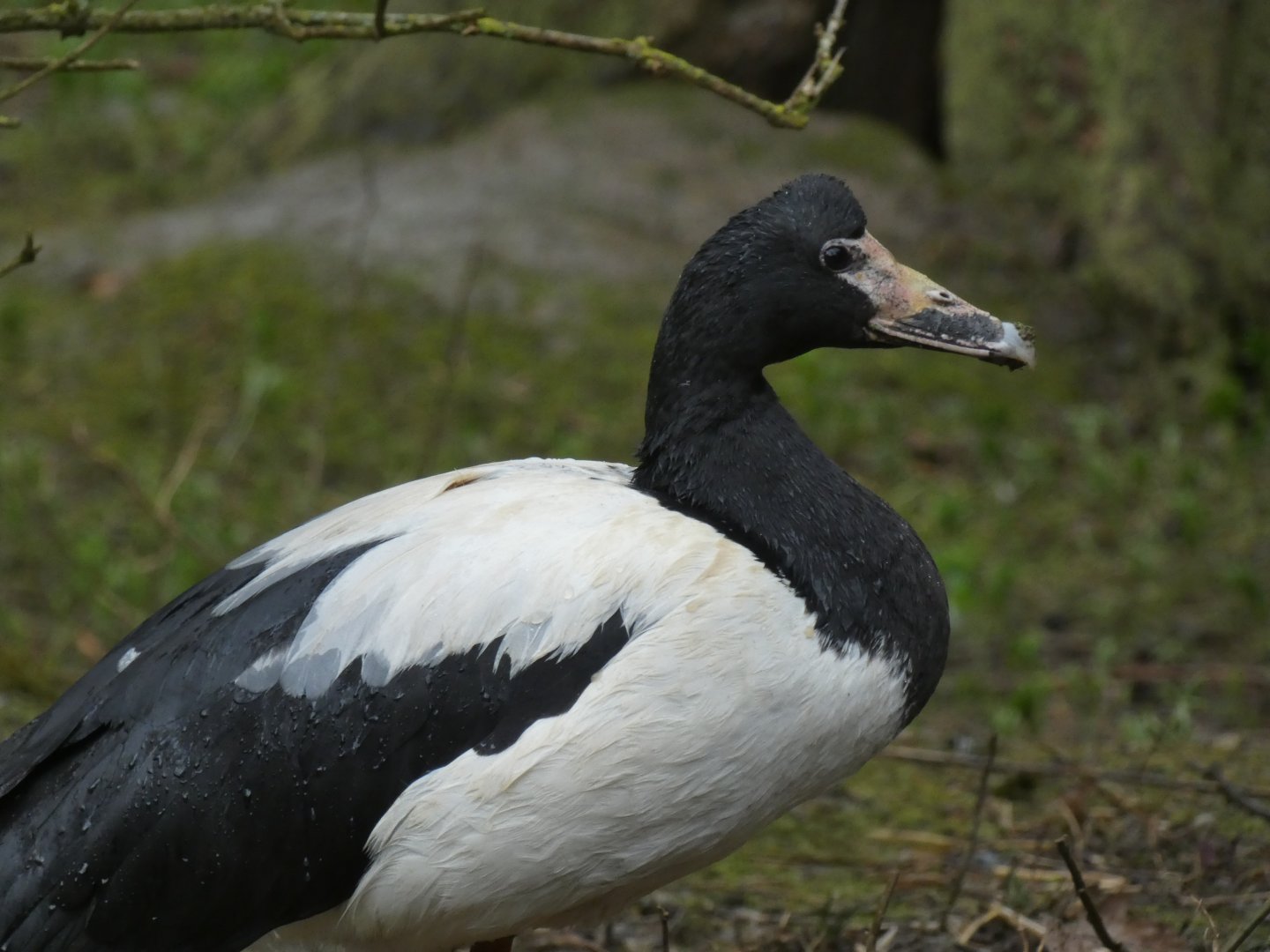 Magpie Goose