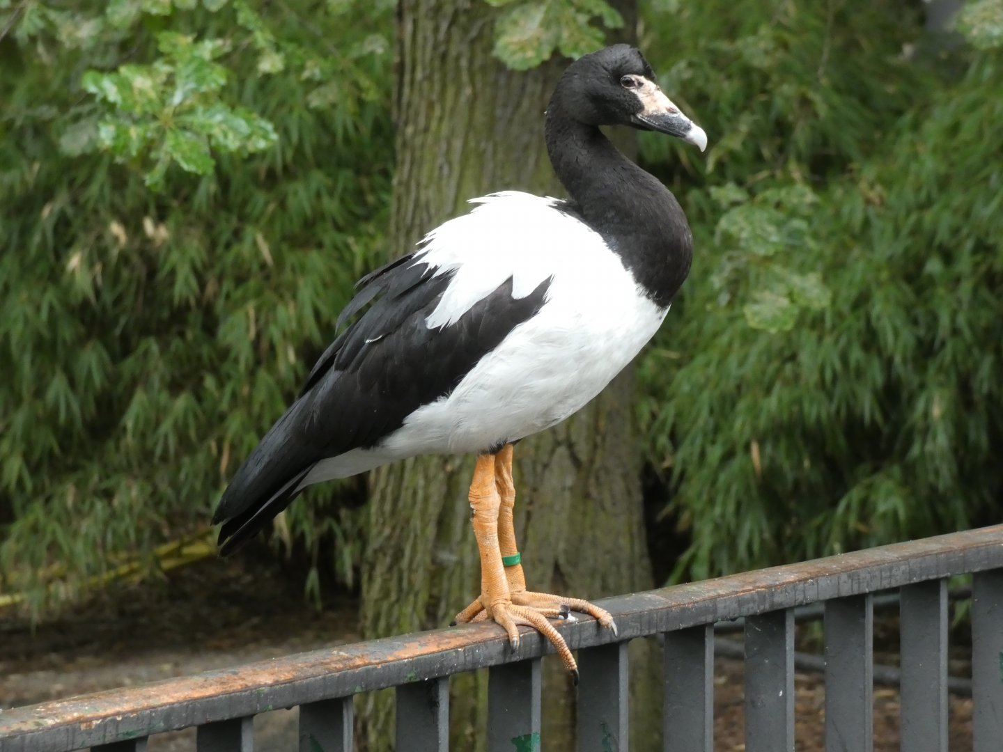Magpie Goose
