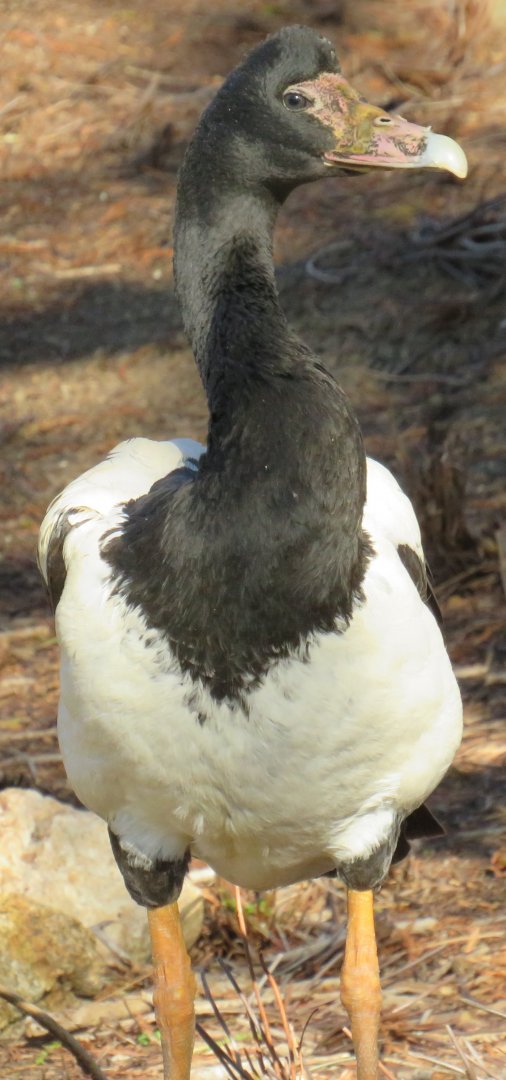 Magpie goose