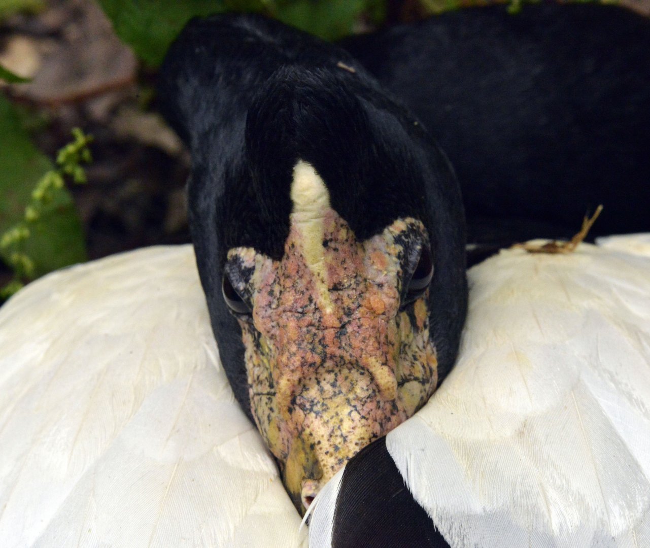 Magpie goose